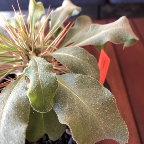 packypodium  namaquanum  光堂《M size》希少極美株‼︎ 冬型パキポ‼︎ ※mad black pot植え　店主管理４年株