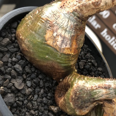 pachypodium gracilius 《L size》希少‼︎green肌&極現地焼け3-he'd株※現地球発根後店主国内管理3年株※全てが堪らない低重心3分頭※black bowl pot植え