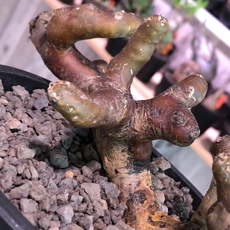 sarcocaulon   multifidum《L size》balance良き、大変人気のあるムルチ‼︎  ※mad  black  pot植え