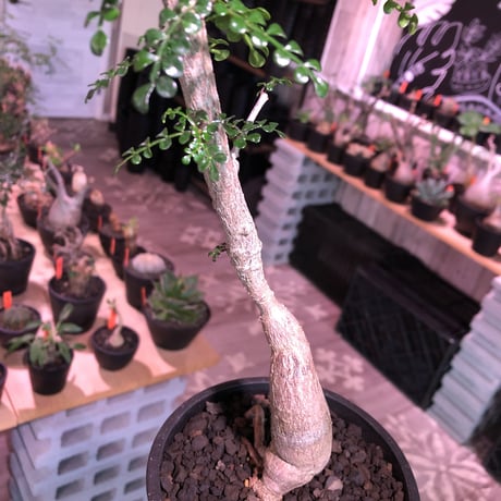 opercullicarya   decaryi  littmon  seed🌱 《6年株》※成長早く例年変化を感じ育てられる上、幹幅もパワータンクも巨大な選抜株※mad  black  pot植え