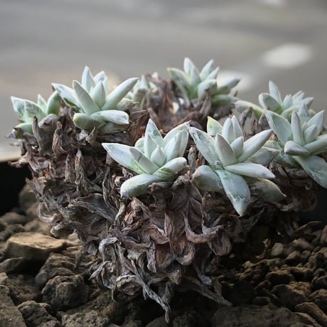 dudleya greenei《L size》希少種‼︎※現地球株発根済※流通少なき古株のため味深くそれでいてコントラストがとびきり美しい一株※black bowl pot植え