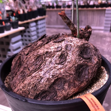 cyphostemma   pachypus《大きめL size》希少size‼︎ ※躍動感と生き様を感じられるヤバイ表皮な大株‼︎