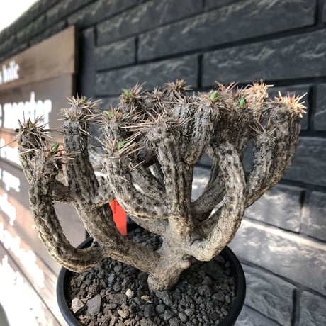 euphorbia  guillauminiana《大きめM size》※現地球発根後店主国内管理4年株※細めの枝ながら枝数多きcompactな躍動株‼︎※mad black pot植え