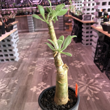 tylecodon  paniculatus《M size》※一番大きく成長する2種類のパニクラーツス‼︎※mad black pot植え　※限定２株