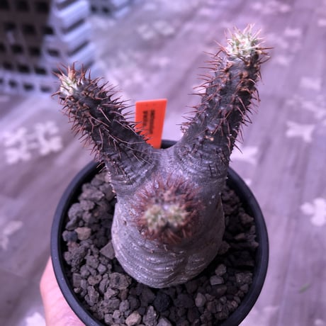 packypodium  gracilius《S  size》※現地球発根済株‼︎※オーソドックスなbalance良きグラキ‼︎※mad black bowl pot植え
