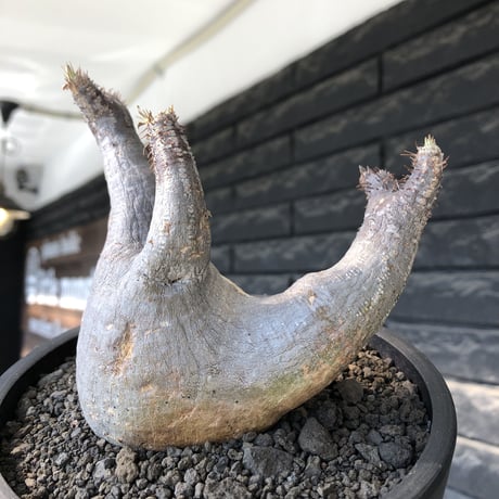 pachypodium gracilius《大きめM size》※現地球発根後店主国内管理4年株※絶妙な捻くれbalance&大きなポケットを持つトトロ樹形※mad black bowl pot植え