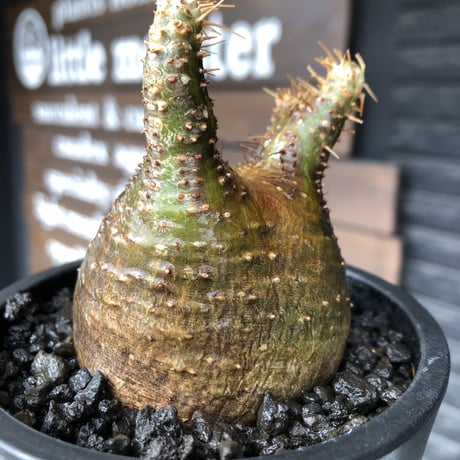 packypodium  gracilius《大きめS size》希少二頭枝※現地球発根済株※店主国内管理2年株※歪感のあるぼってり樹形が逆に堪らなく愛くるしい一株※mad black pot植え