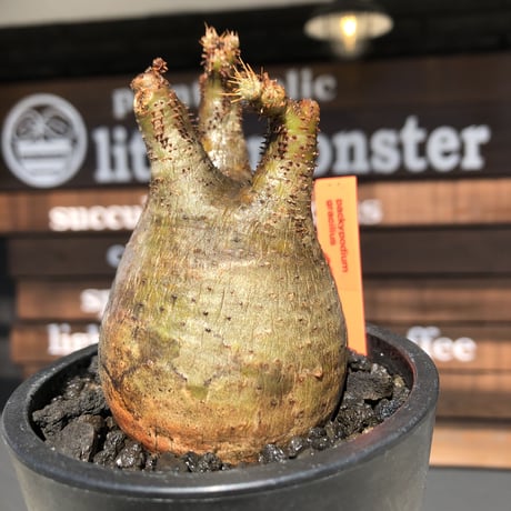 pachypodium gracilius《大きめS size》balance美株※現地球発根済株※店主国内管理2年株※短枝の上、大変balance良き良樹形株※mad black pot植え