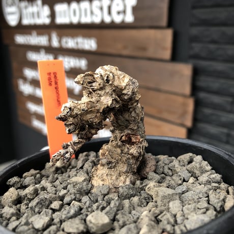pelargonium triste《小さめM size》※現地球発根済株※店主国内管理3年株※小振りでもwild樹形＆特化した荒々しい肌質な大株にも勝る一株※mad black bowl pot植え