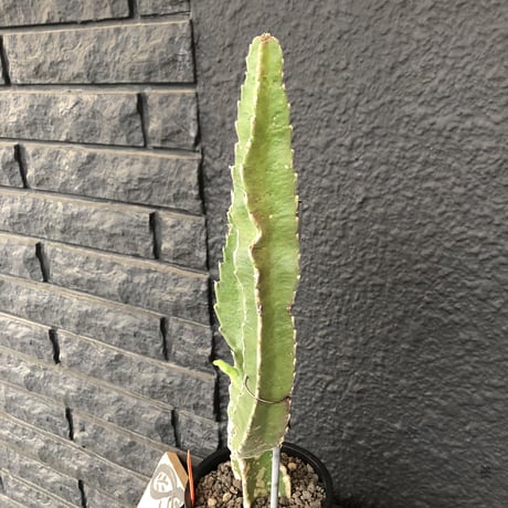 stapelia《M  size》
