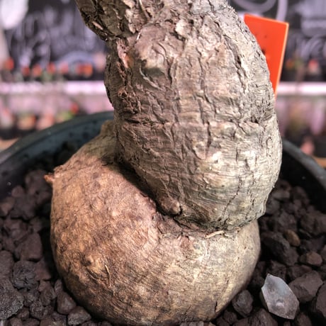 euphorbia subapoda《L Lsize》※肌質も特化しており、エグ過ぎるほどbigなwildスバポダ‼︎驚愕monster株‼︎※mad  black pot植え