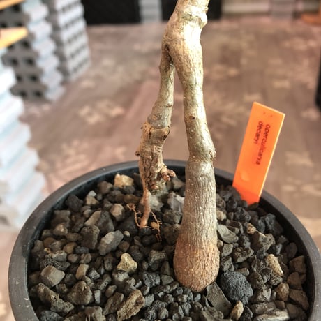 operculicarya decaryi  littmon seed🌱 《3年株》※成長早く感じ育てられる上、幹上がり仕立てのインテリア性高き一株※mad  black  pot植え