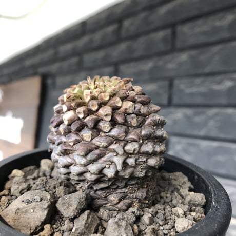 euphorbia bupleurifolia《大きめM size 》※まん丸球体株※現地球発根後店主国内管理5年株※ボコボコ肌＆良サイズ感なまん丸球体株※mad black pot植え