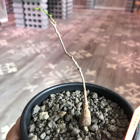 opercullicarya   packypus  littmon  seed🌱 《実生3年半株》※ bowl mad black pot植え