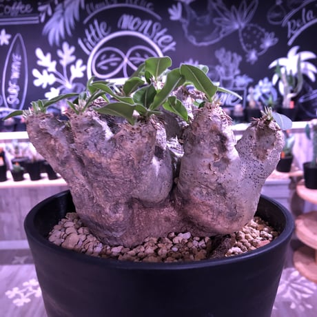 packypodium    roslatum var. eburneum（L size） ※現地球   発根済み株