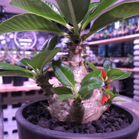 packypodium  windsori i《M size》発根済み株※（限定①株）ヤバイウィンゾリー‼︎  ※mad  black  pot植え   リトモンお墨付株‼︎