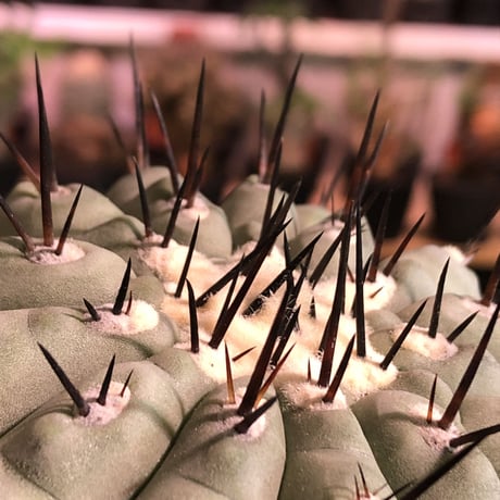 copiapoa   cinerea  黒王丸《L size》激希少‼︎※現地球発根済株※店主国内管理10年株※選抜特選株※mad black marble bowl pot植え