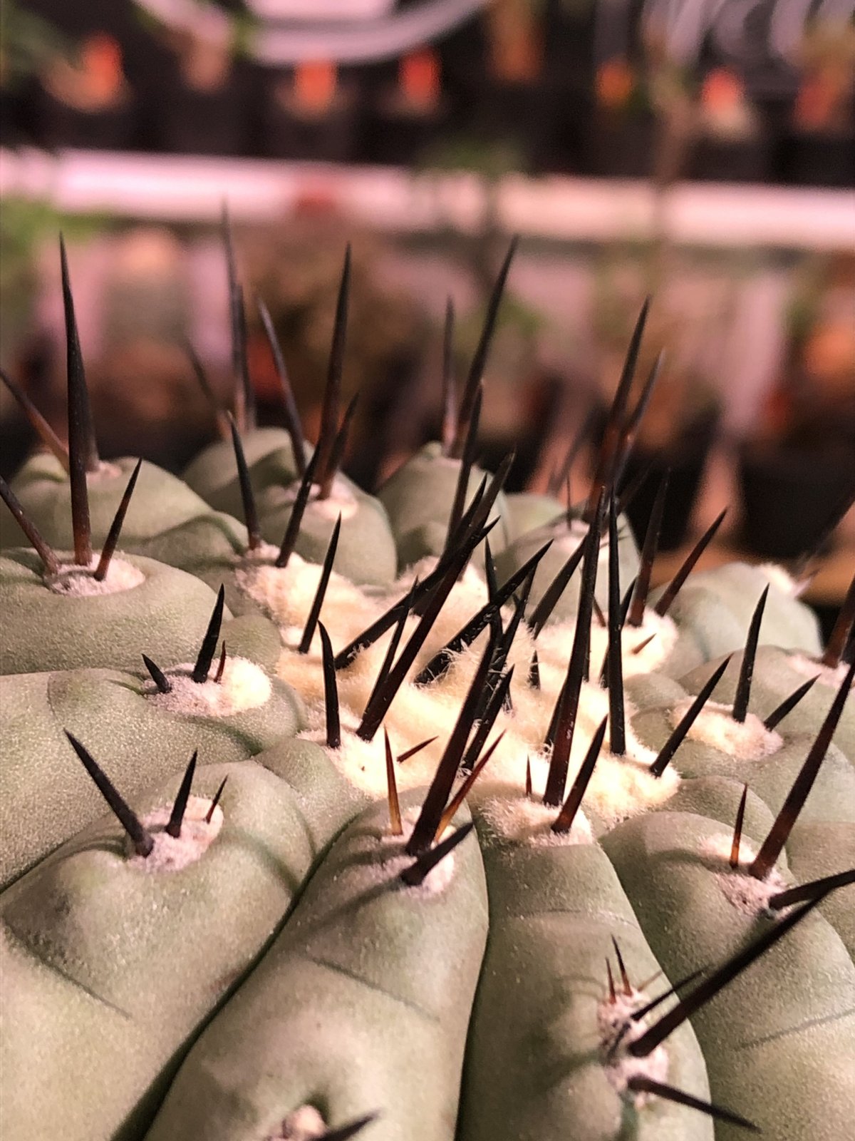 copiapoa cinerea 黒王丸《L size》激希少‼︎※現地球発根済株 copiapoa cinerea 黒王丸《L size》激希少‼︎※現地球発根済株