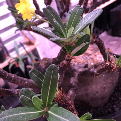 packypodium  gracilius《XL size》大株※現地球発根後店主国内管理7年株※大変big且つ激枝振り＆現地焼けbody※mad black bowl pot植え