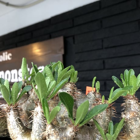 pachypodium brevicalyx《L size》※現地球発根後店主国内管理5年株※枝振り良く全体バランスも良きブレビらしい低重心※mad black bowl pot植え