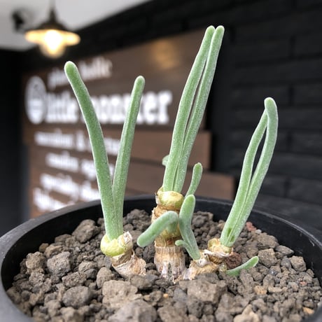 monilaria  pisiformis《大きめS size》※現地球発根後店主国内管理3年株※モニラリア属（激希少最上位種）冬型caudex※mad black pot植え