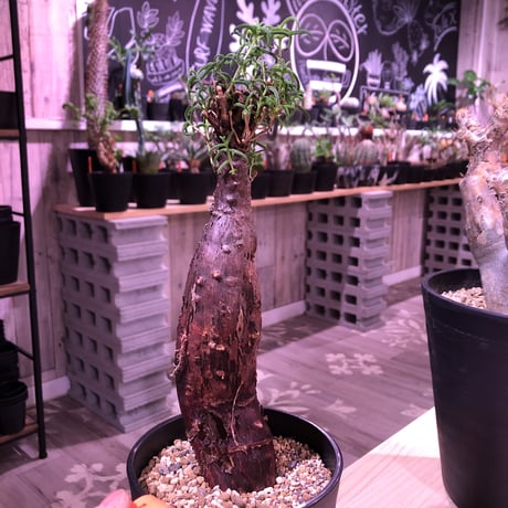 mestoklema   tuberosum《M  size》※冬季も成長開花するインテリア性高き人気灌木caudex‼︎  