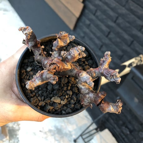 pelargonium  mirabile（Ｓ size）