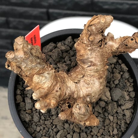euphorbia itremensis《L size》※現地球株発根済①※極太塊根＆極太枝を持つマッチョなイトレ※black pot植え