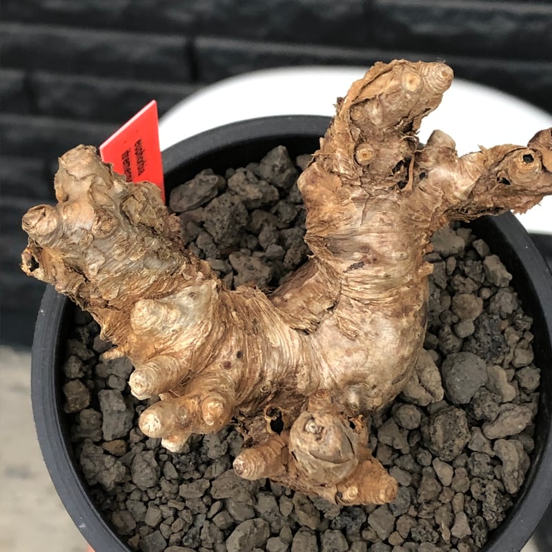 euphorbia itremensis《L size》※現地球株発根済①※極太塊根