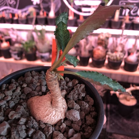 euphorbia cremersii《M size》※大きめぽっこり塊根&葉の表と裏がcolor違いの上、mad質で渋い肌質が大変カッコ良く上品な一株‼︎※mad black bowl pot植え