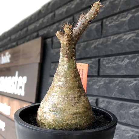 pachypodium gracilius《大きめS size》僅かにgreen肌&球体樹形※現地球発根後店主国内管理2年株※1頭枝のため少し縦に長めながら球体良樹形※mad black pot植え