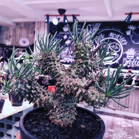 tylecodon  wallichii 和名＝奇峰錦《M size》※この丈で希少性高き激しい枝ぶりwild株‼︎　店主管理4年株　※ mad black pot植え
