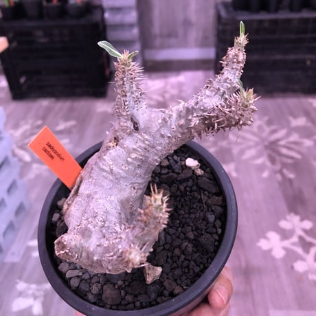 packypodium  cactipes《M  size》白肌※現地球発根済株※背中に現地での味わい深い枝折れ傷があり流れるようなbalanceの白肌カクチ※mad black pot植え