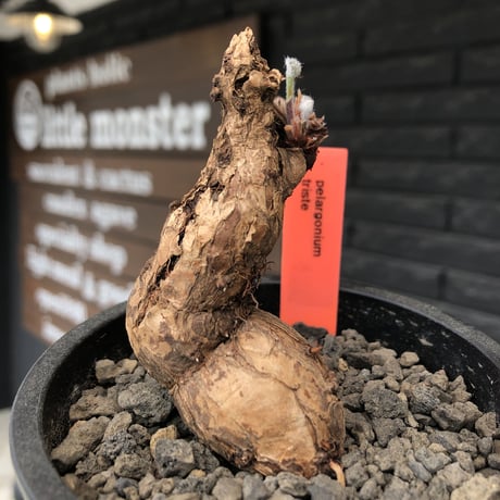 pelargonium triste《大きめM size》※現地球発根後店主国内管理1年株※特化したピーナッツ見たく表皮が朽くしきった艶あるツル肌を持つ一株※mad black pot植え