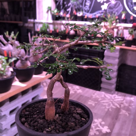opercullicarya   decaryi  littmon  seed🌱  《3年株》※成長早く例年変化を感じながら育てられるしっかり作り込んだ良株※mad  black  pot植え