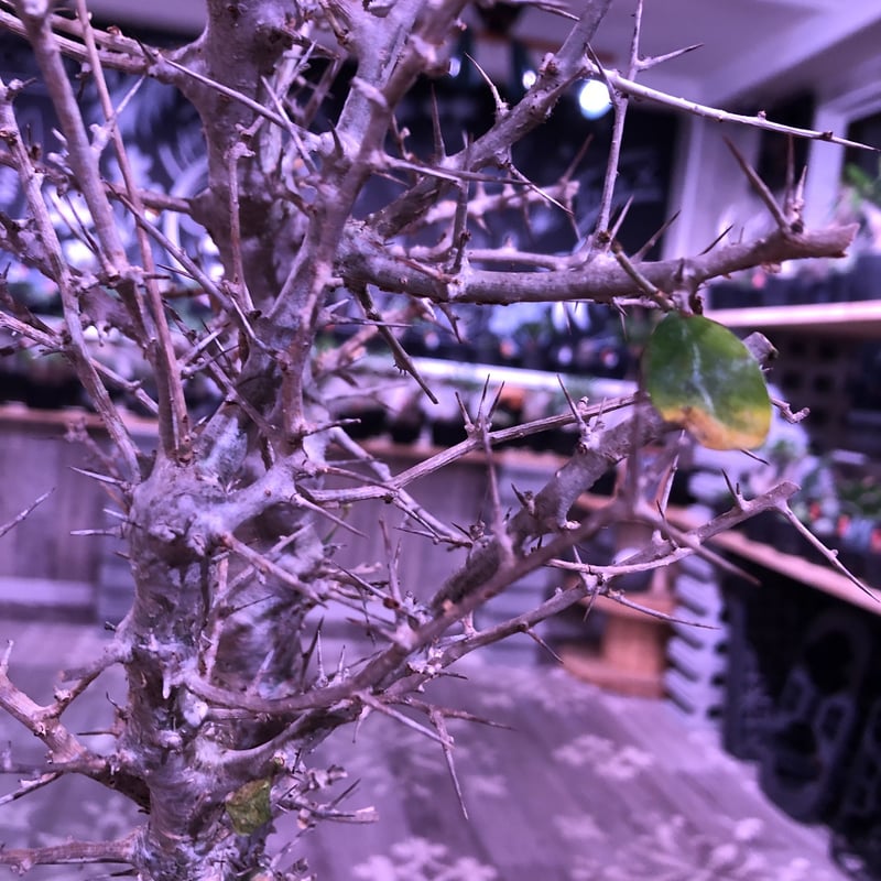 commiphora simplicifolia《 M size》発根済み株※silve