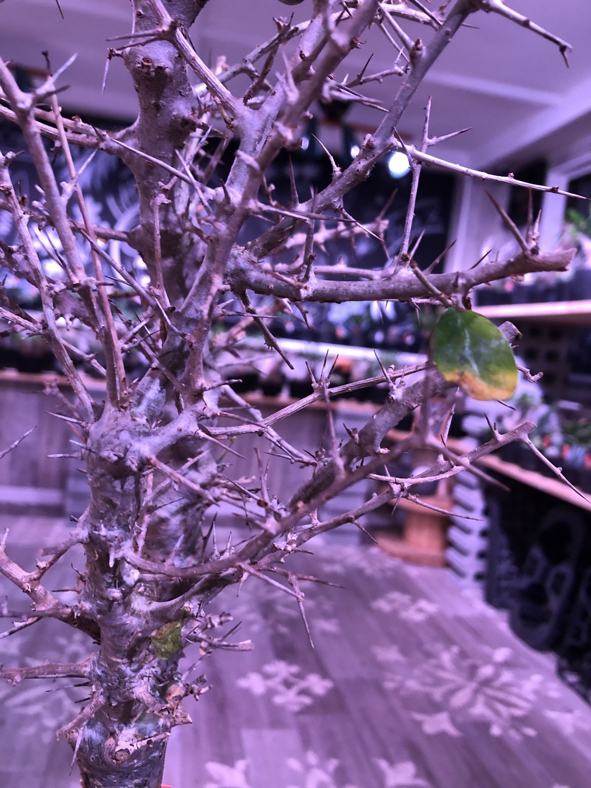commiphora simplicifolia《 M size》発根済み株※silve
