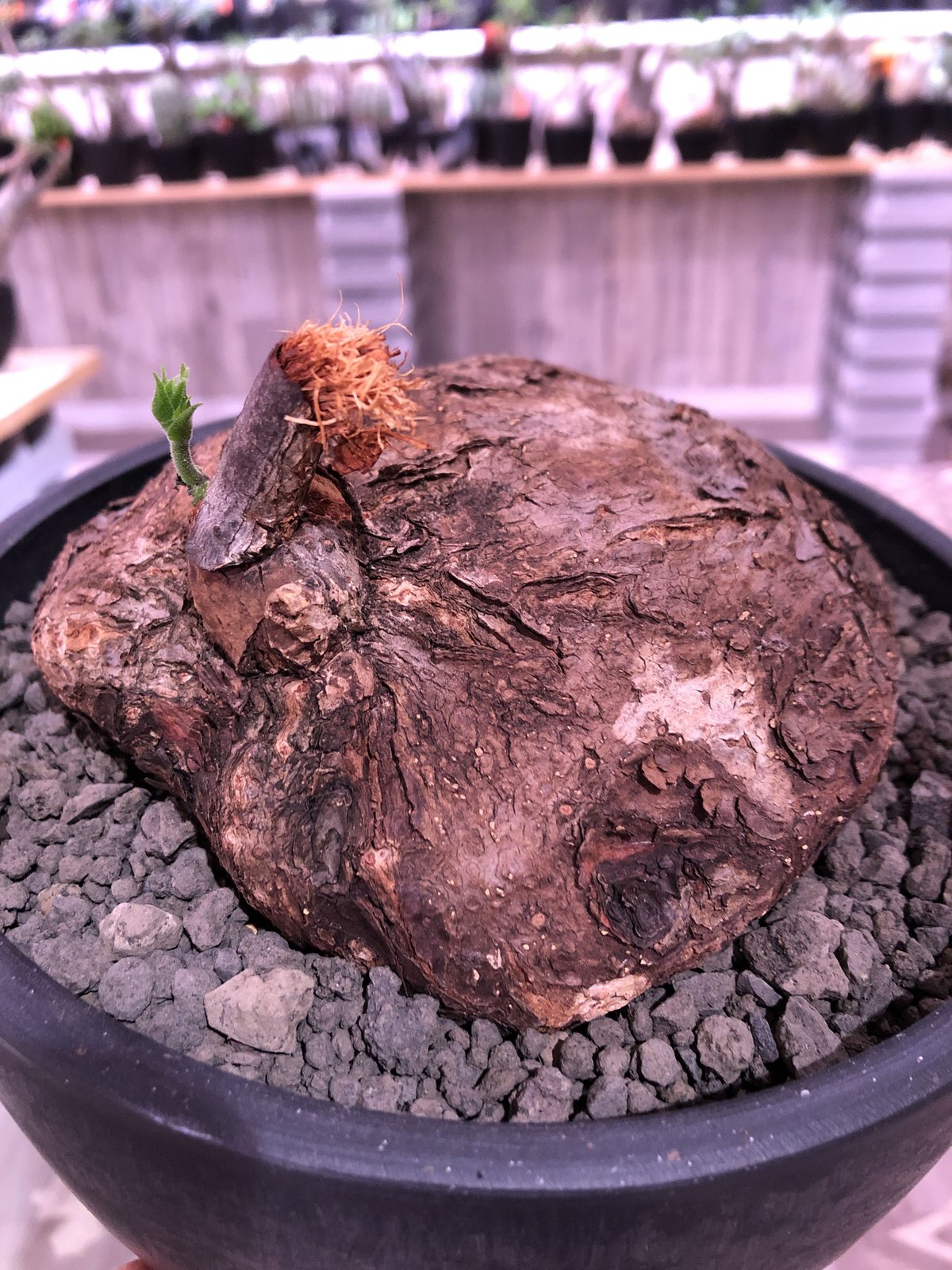 cyphostemma pachypus《L size》希少size‼︎ ※歴史と現地 cyphostemma pachypus《L size》希少size‼︎ ※歴史と現地