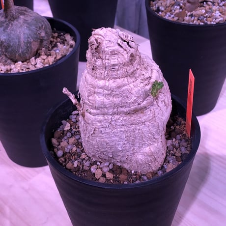 euphorbia     squarrosa《 L size》※希少size‼︎