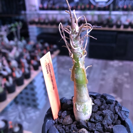 sesamothamnus rivae《大きめS size》※現地球発根済株※店主国内管理2年株※小振り現地球株は逆に珍しく小さくても表皮のメクれがwildで堪らない一株‼︎※陶器鉢植え