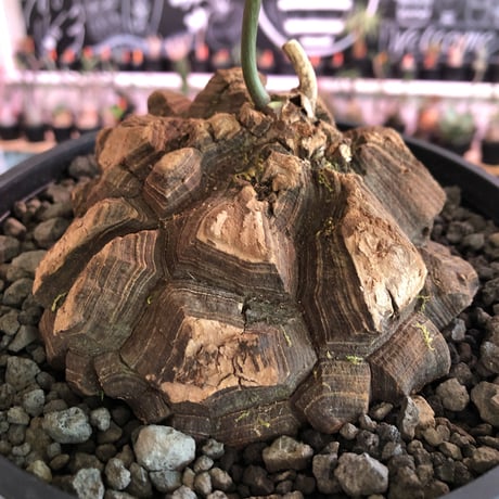 dioscorea  macrostachya メキシコ亀甲竜《L size》※現地球らしい切れ目強き立体樹形がwild且つサイズも大きな夏型メキシコ亀さん※浅鉢植え※夏型種