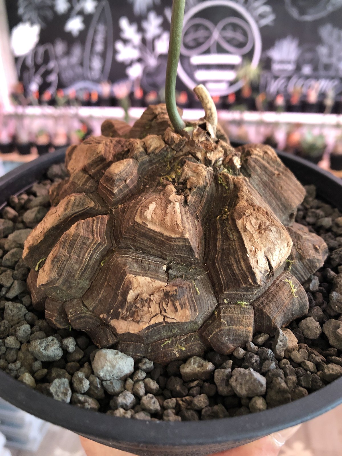 dioscorea macrostachya メキシコ亀甲竜《L size》※現地球らしい切