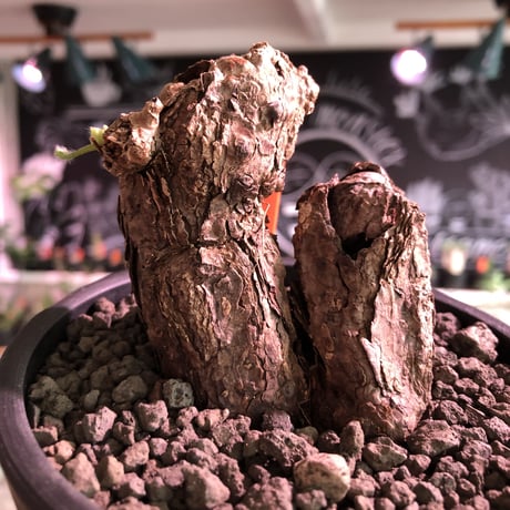 pelargonium triste《M  size》W-he'd株※現地球発根済株※店主国内管理3年株※weight低めでbalance良き珍しい双頭株‼︎※mad black pot植え