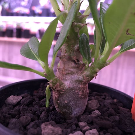 packypodium  windsorii    littmon   seed 🌱《S size》２年半株‼︎