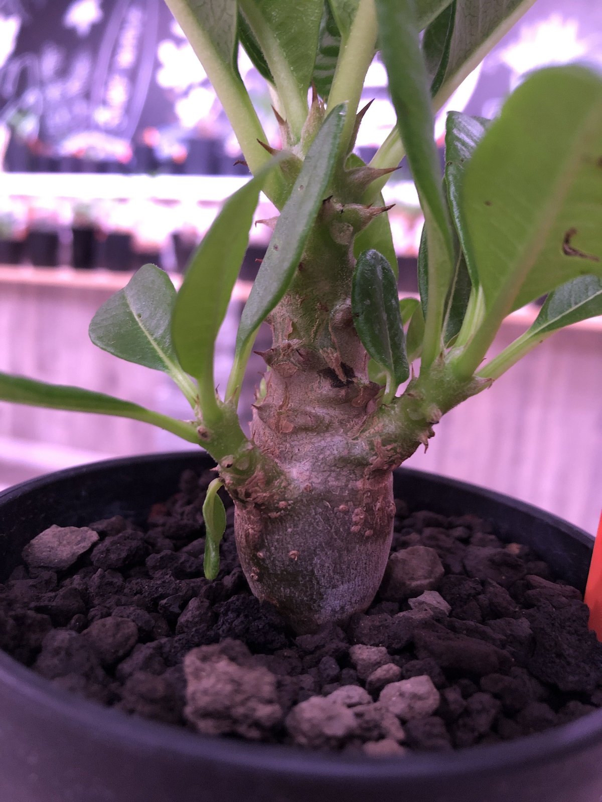 packypodium windsorii littmon seed 🌱《S si