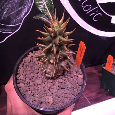 packypodium   baronii