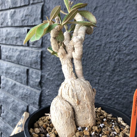 euphorbia   subapoda《L size》