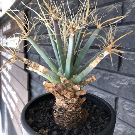 leuchtenbergia  principis 晃山《LL size》大株※現地球株発根済※極太幹を持ち年代物なため極めてワイルドな一株‼︎※mad black bowl pot植え
