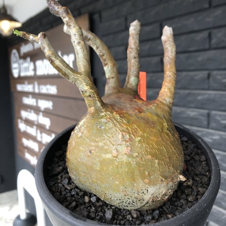 pachypodium gracilius《小さめL size》※現地球発根後店主国内管理2年株※愛くるしいぼってり良樹形な一株※mad black bowl pot植え