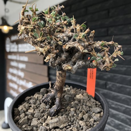 sarcocaulon  vanderietiae《M size》※現地球発根後店主国内管理3年株※希少春秋型種‼︎コンパクトで幹上がり仕立ての一株※mad black pot植え